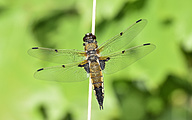 Four-spotted Chaser (male, Libellula quadrimaculata)